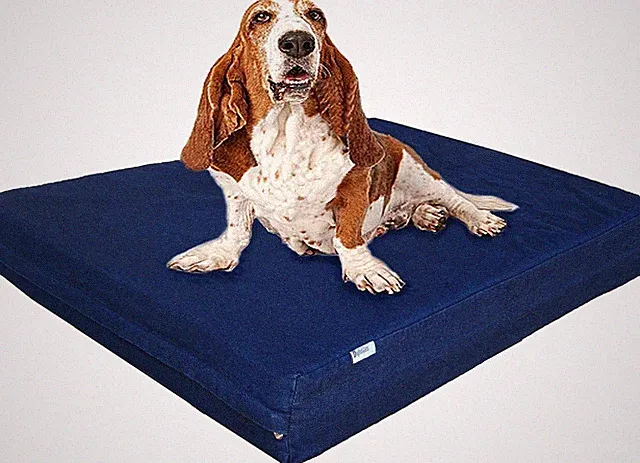 Large Orthopedic Memory Foam Dog Bed for Medium to Large Dogs with Durable Wa...