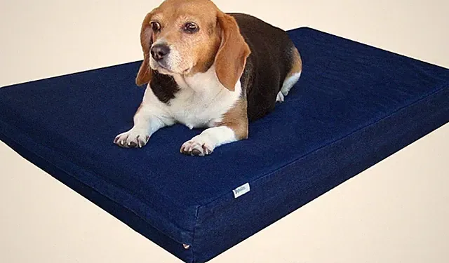 Premium Gel Memory Foam Dog Bed, Durable Denim Cover with Waterproof Liner and E